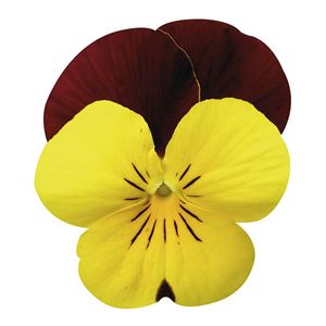 Bild von Viola P9 kleinbloemig Red yellow face